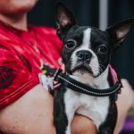 Gallery 2 - Mid Michigan Pet Expo
