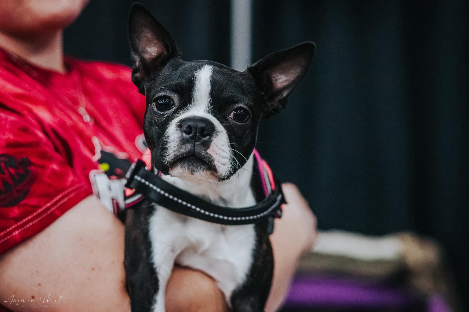 Gallery 2 - Mid Michigan Pet Expo