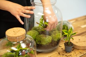 Build a Terrarium